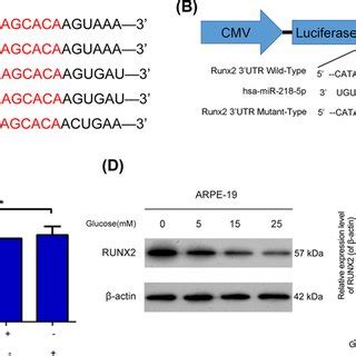 Mir Negatively Regulated Runx By Targeted Binding A The