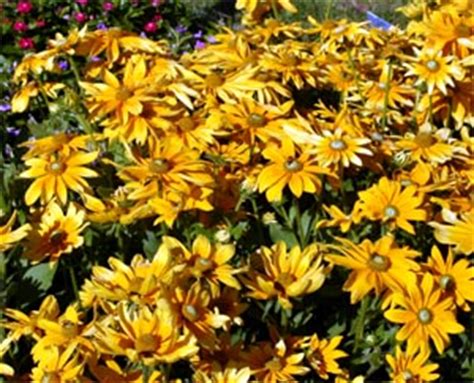 'Prairie Sun' Black-eyed Susan, Rudbeckia hirta – Wisconsin Horticulture