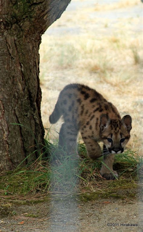 lance: Cougar Cubs Post 1