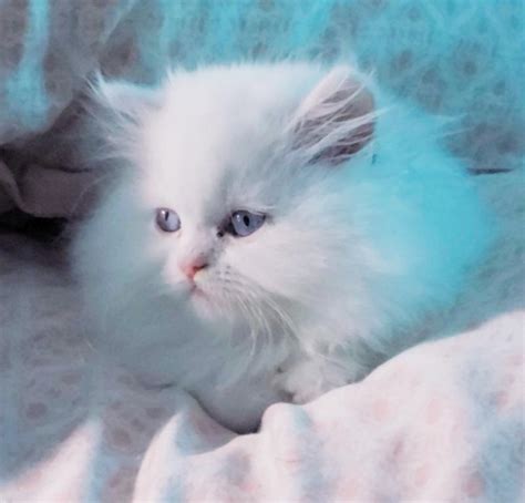 Blue Eyed White Persian Male And Female Persian Kittens For Sale In