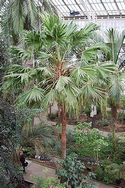 Livistonia Chinensis Chinese Fan Palm Zone 8 Height 20 30 Spread