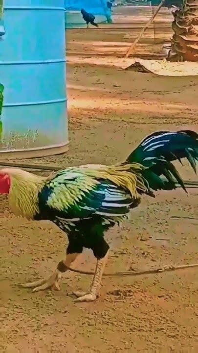 New Video My Friend S 💛💚💜 Do Subscribe 🤩😊 Viralvideo Shortvideo Rooster Aseel Bird Vairal