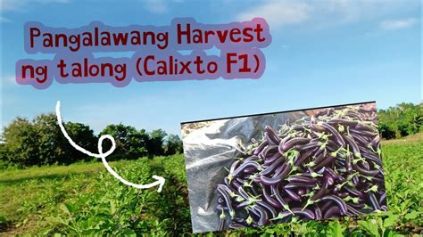 Second Harvest Talong Calixto F Youtube