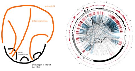 Benefits Of A Circular Approach To Data Visualization CIRCOS