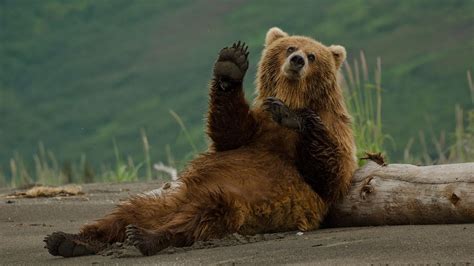 Brown Bear | Wildlife | Wild Alaska Live