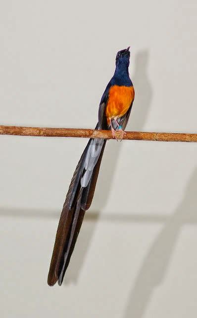 Chich Choe Lua Hot Chim Canh Cay Canh Chim Bo Cau Chao Mao