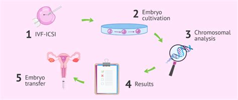 The Embrace Test Non Invasive Preimplantation Genetic Testing