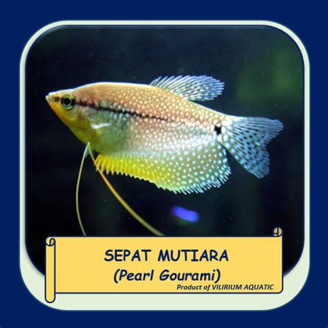 Jual IKAN HIAS AIR TAWAR PEARL GOURAMI Aka SEPAT MUTIARA Jakarta