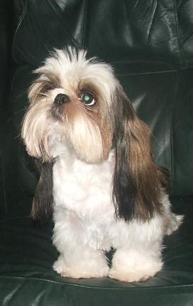 Fun Shih Tzu haircuts? - Poodle Forum - Standard Poodle, Toy Poodle ...