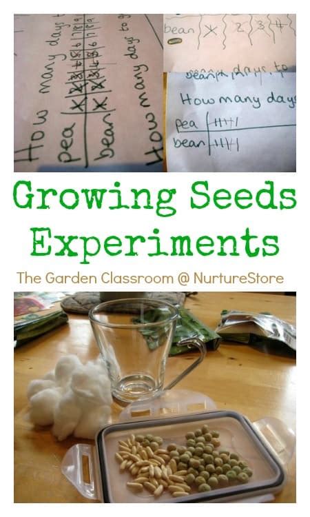 Bean Plant Growth Experiment