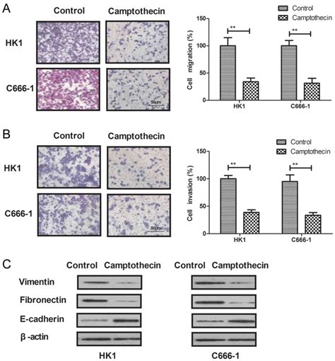 Camptothecin Inhibits The Progression Of Npc By Regulating Tgf