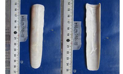 Solen Vagina Marine Biodiversity Portal Of Bangladesh