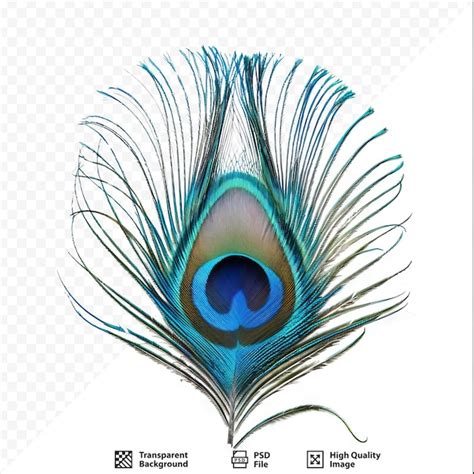 Pluma De Pájaro Pavo Real Colores Hermosos Azul Turquesa Decoración