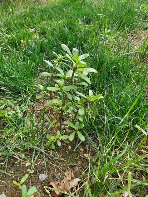 Purslane Vs Spurge Lawn Weeds: Differences And Similarities - Lawn Phix