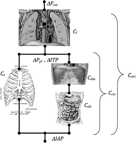 Figure 1 From Transpulmonary Pressure Monitoring During Mechanical