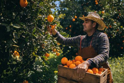 2300 Farmer Picking Oranges Stock Photos Pictures And Royalty Free