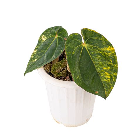 Anthurium ace of spades variegated – Aroid Market