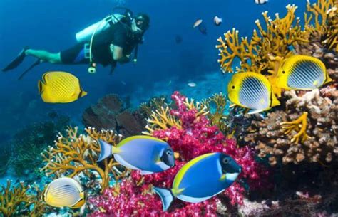 Top 5 Marine Conservation Programs Abroad