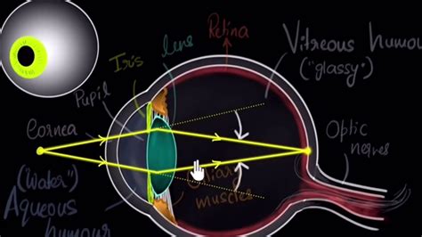 The Human Eye Defects Of Vision And Their Correction Youtube