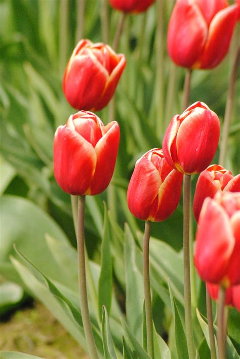 Bunga Tulip Merah