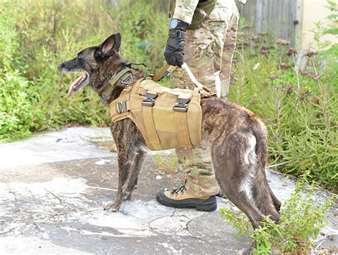 K9 Leather Collar - K9 Gear - High Noon Holsters