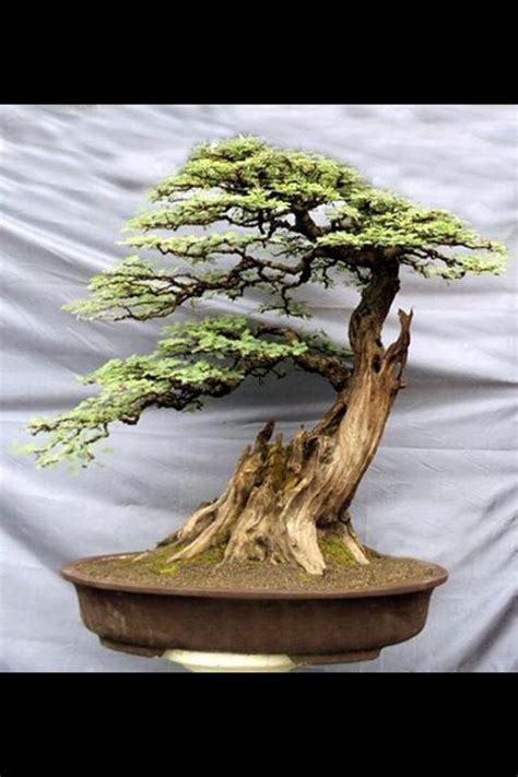 Bonsai Tree Spiritual Meaning