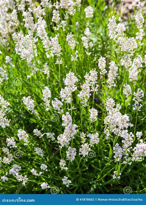 Alfazema De Florescência Branca Foto de Stock Imagem de campo