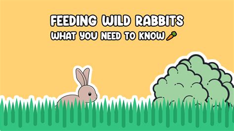 Feeding Wild Rabbits: What You Need to Know | Cottontail Club