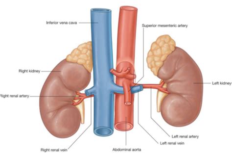 Urinary System Flashcards Quizlet