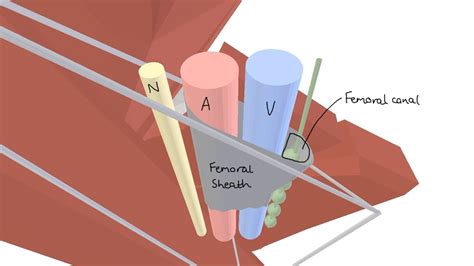 Femoral Ring Anatomy