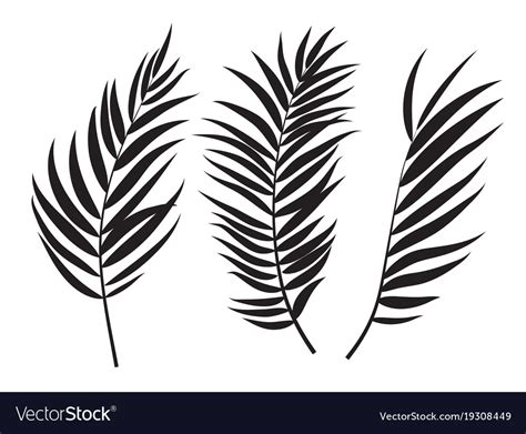 Beautiful palm tree leaf silhouette background Vector Image