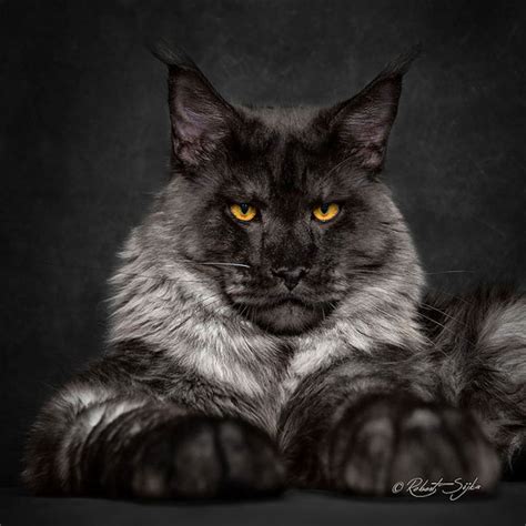 Portraits of Maine Coon Cats Who Look Like Majestic Mythical Creatures