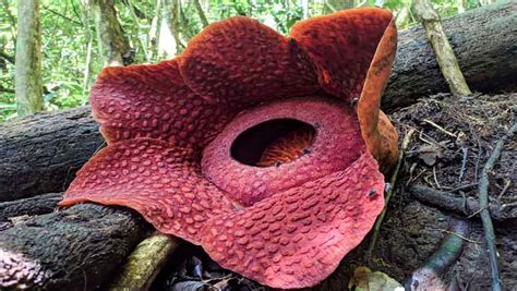 15 Mind-Blowing Facts About Rafflesia That Are Barely Known