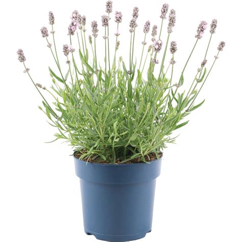 Lavendel Felice Light Pink Topf Ca Cm Lavandula Angustifolia