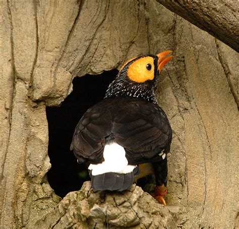 Yellow Faced Myna Mino Dumonti In Hong Kong Parks Walk Flickr