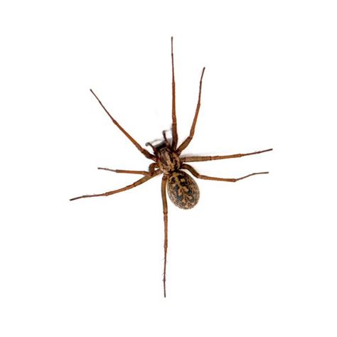 Hobo Spider Identification Habits And Behavior New Mexico Pest Control