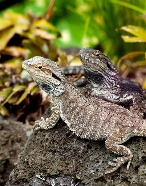 1+ New zealand tuatara lizard Free Stock Photos - StockFreeImages