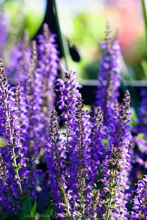 Salvia X Sylvestris Mainacht Hardy Full Sun Well Drained Soil