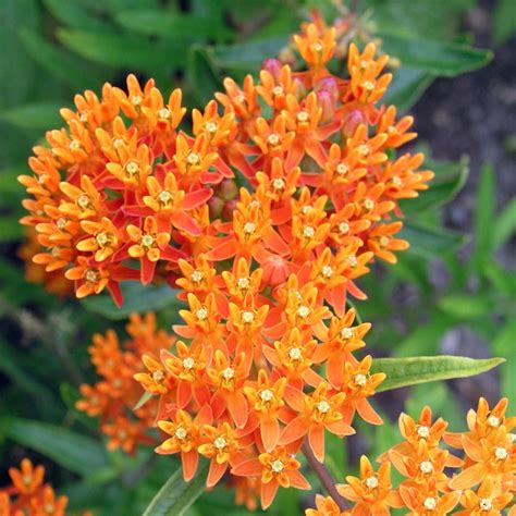 How To Germinate Butterflyweed Asclepias Tuberosa Johnny Butterflyseed