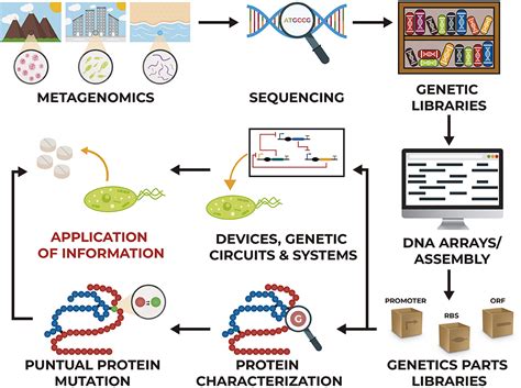Frontiers | Metabolic Engineering and Synthetic Biology: Synergies ... 