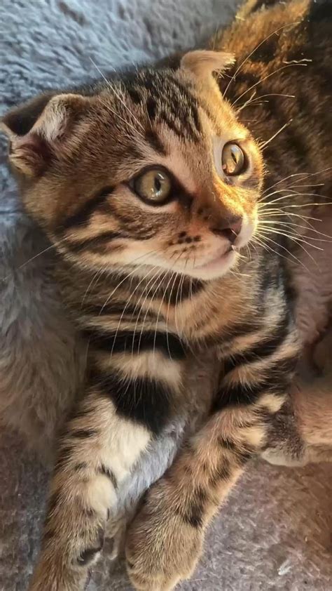 Bengal Scottish Fold Tiere