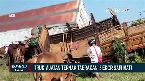 Tabrakan Truk Muatan Ternak Masuk Ke Dalam Parit Di Tol Solo Ngawi