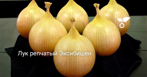 Лук репчатый Эксибишен . Выращивание и уход. Фото — Ботаничка