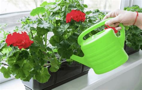 Чем подкормить герань для обильного цветения дома: лучшие удобрения в ...