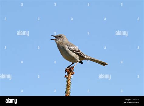 Mockingbird singing hi-res stock photography and images - Alamy