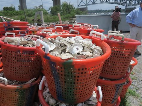 Can Oysters Save Chesapeake Bay