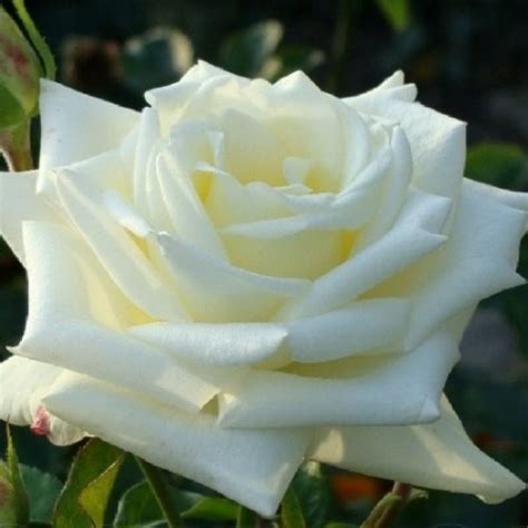 Cаджанці роз Боинг | Чайно-гібридна | Купити, ціна, опис