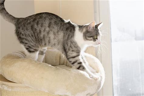 Surprising Reasons Behind the Kneading Behavior in Cats