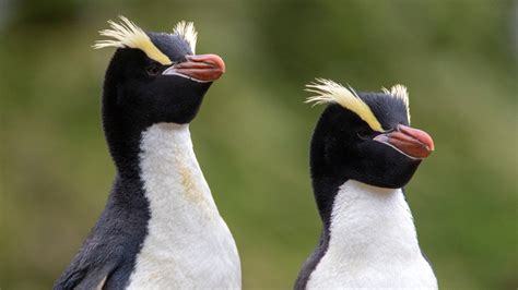 The Story Behind This Strange Behavior Of New Zealand Penguins