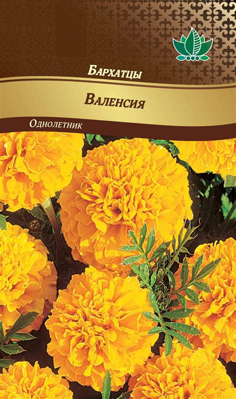 Бархатцы Тагетес Валенсия (25 фото) » НА ДАЧЕ ФОТО
